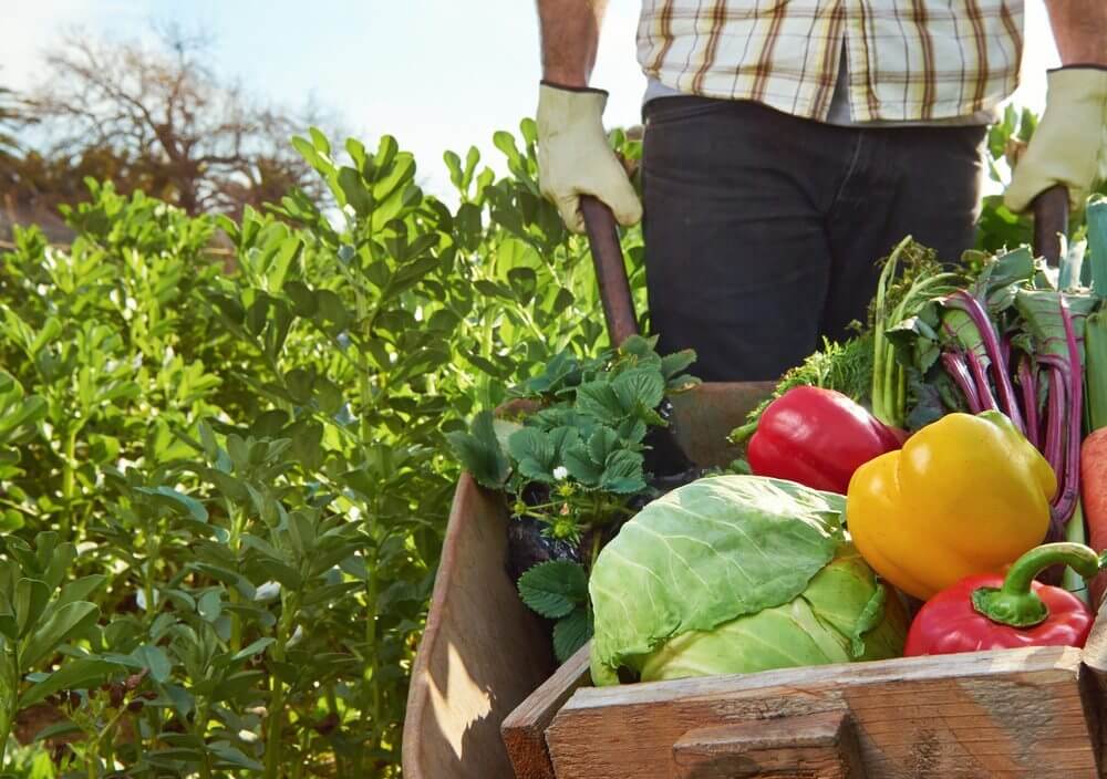 Et lavkarbo kosthold kan hjelpe både din og planetens helse.