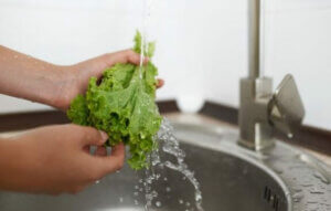 Hva er de forskjellige typene salat?